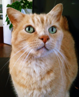 Cheeto